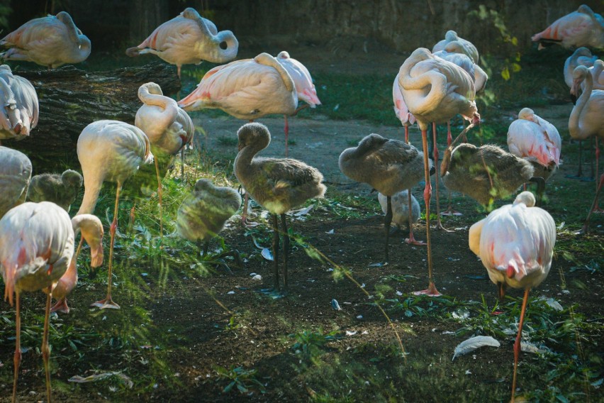 Stado opolskich flamingów liczy już ponad pół setki. Właśnie przybyło 9 puchatych maluchów