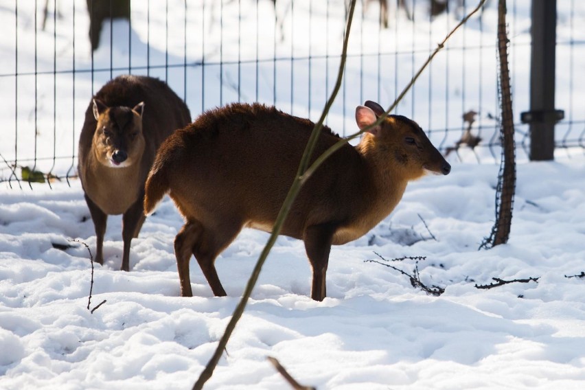 W krakowskim ogrodzie zoologicznym zauważyć już można...