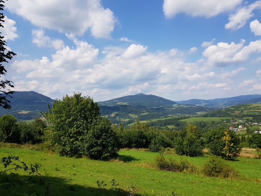 Odkryj Beskid Wyspowy. Na Potaczkowej moc okazały bukiety z ziół i kwiatów [ZDJĘCIA]