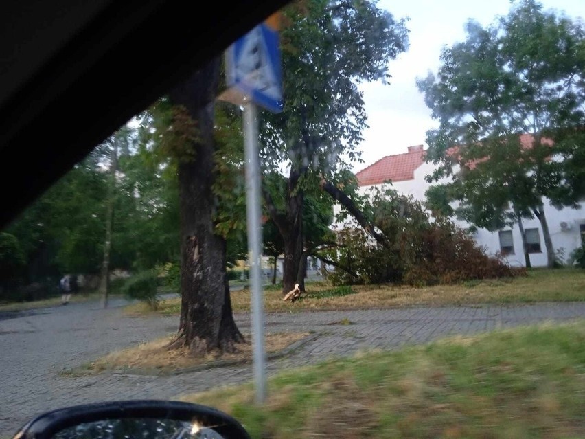 Burza w Łódzkiem - zobacz Zdjęcia! Uszkodzone budynki, połamane drzewa i zerwane linie energetyczne