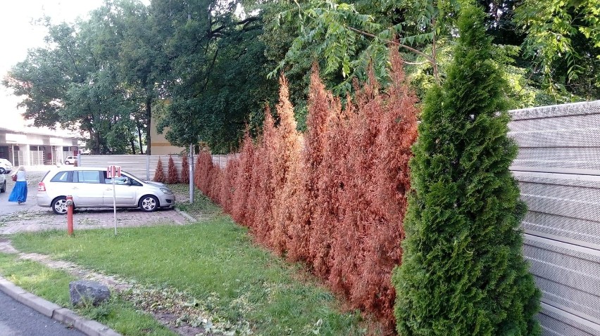 Tak wyglądają tuje rosnące koło Kauflandu przy ul. Matejki w...