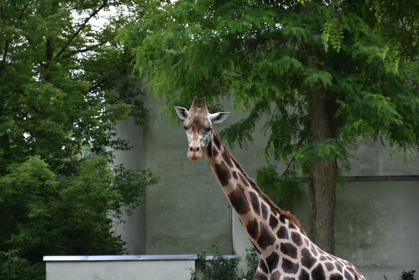 Dzień Żyrafy w łódzkim zoo. Niestety, nie chciały jeść z ręki