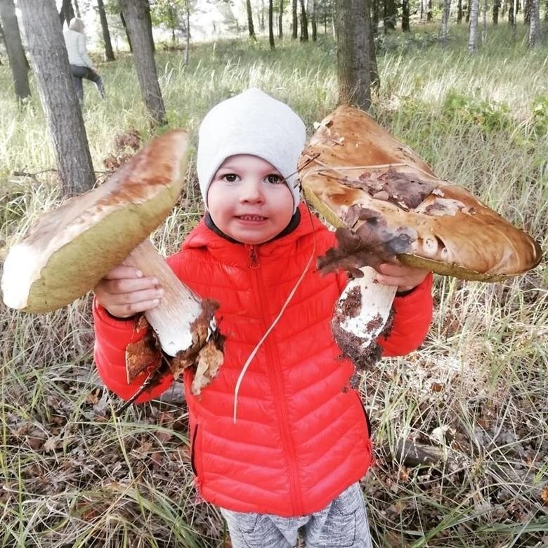 Kujawsko-Pomorskie. Takieee wielkie grzyby zebrali mieszkańcy regionu. Niektóre to prawdziwe giganty! [zdjęcia]