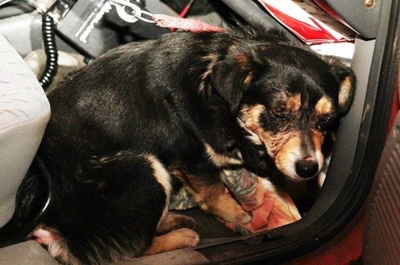 Ciężko ranny pies w Pszczynie: Policjanci szukają właściciela [NOWE FAKTY]
