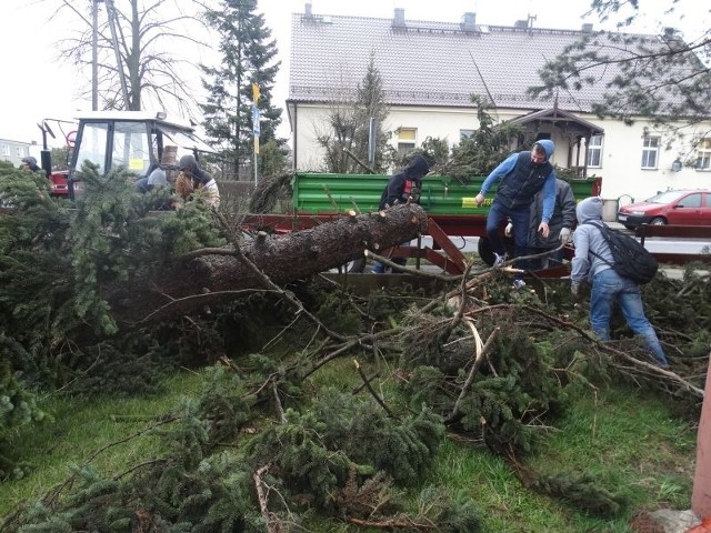 We wtorek porywisty wiatr przewrócił drzewo rosnące przy Zespole Szkół w Gorzowie Śląskim. Świerk przewrócił się na drogę prowadzącą do Szyszkowa. Na szczęście w tym momencie nikt tamtędy nie jechał. Po tym zdarzeniu dyrektor szkoły Bogusław Łazik złożył w gminie wniosek o zgodę na ścięcie rosnących obok pozostałych trzech świerków, również grożących runięciem.