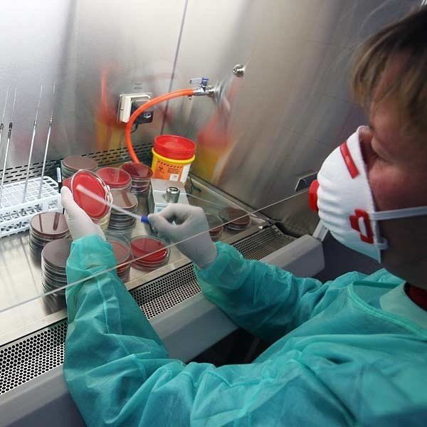 W laboratorium Wojewódzkiej Stacji Sanitarno-Epidemiologicznej w Rzeszowie na bieżąco badane są próbki, pobrane od ewentualnych nosicieli groźnej bakterii.