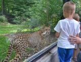 Młode gepardy zamieszkały w zoo. Bracia ze Śląska już w Łodzi