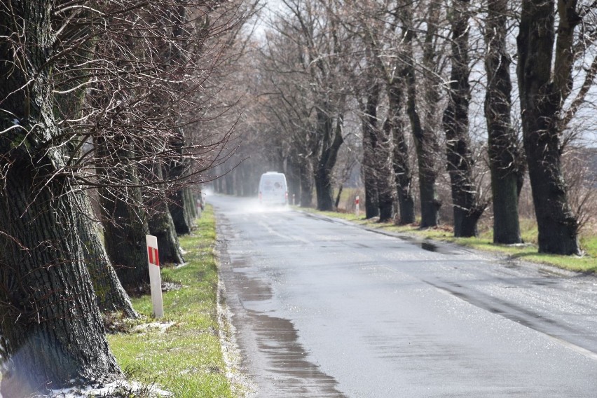 Ekolodzy skutecznie zablokowali wycinkę drzew na drodze z...