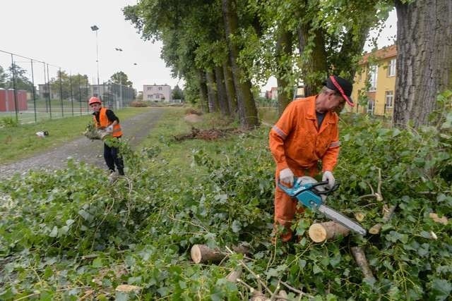 W sumie przy ul. Hallera zostaną wycięte 33 topole. To legalna wycinka na terenie SP 14