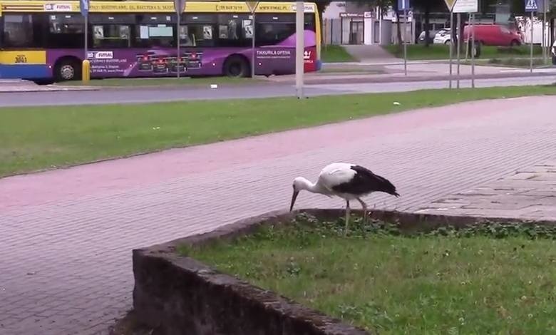 Stan zdrowia zagubionego bociana jednak nie był dobry