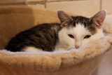 Szczecin: Pomoc miasta dla kotów wolno żyjących 