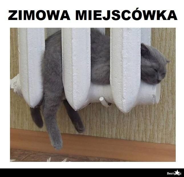 Województwo podlaskie nawiedziły przymrozki. Internauci...