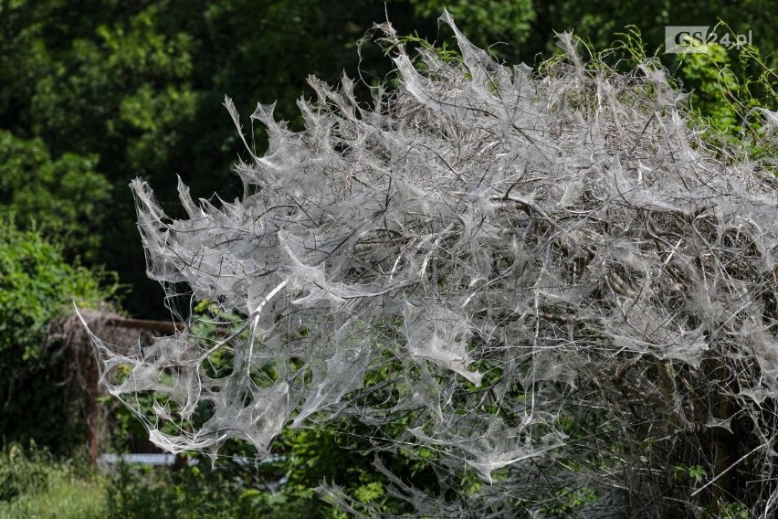 Drzewo jak z horroru! Rośnie przy ulicy Połabskiej w Szczecinie, jest całe jest oplecione pajęczynami! Zobacz ZDJĘCIA