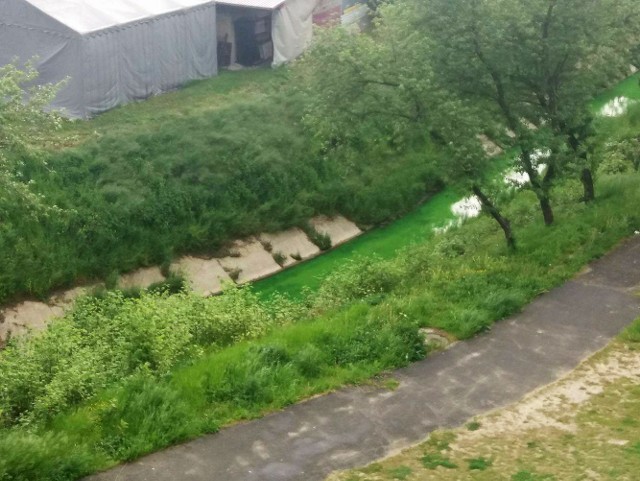 Przyrwa w Rzeszowie zabarwiła się na zielono.