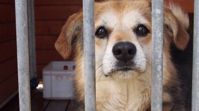 Towarzystwo Opieki nad Zwierzętami oficjalnie poinformowało o odwołaniu likwidacji schroniska w Mysłowicach