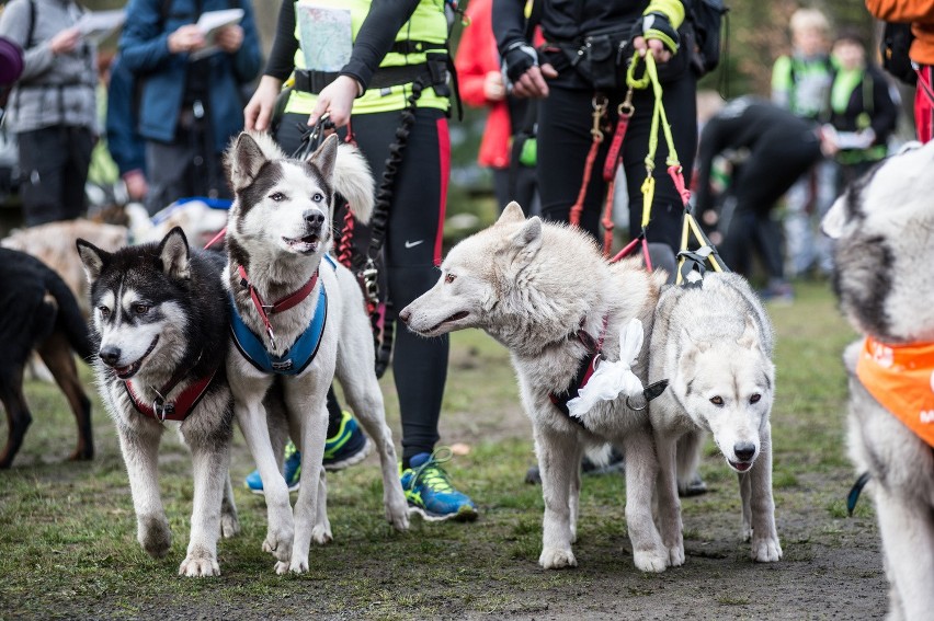 Puchar Polski w Dogtrekkingu 2016 wystartował wczoraj w...