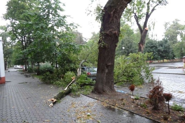 Na ulicy Ściegiennego w Opolu konar runął na volkswagena passata.