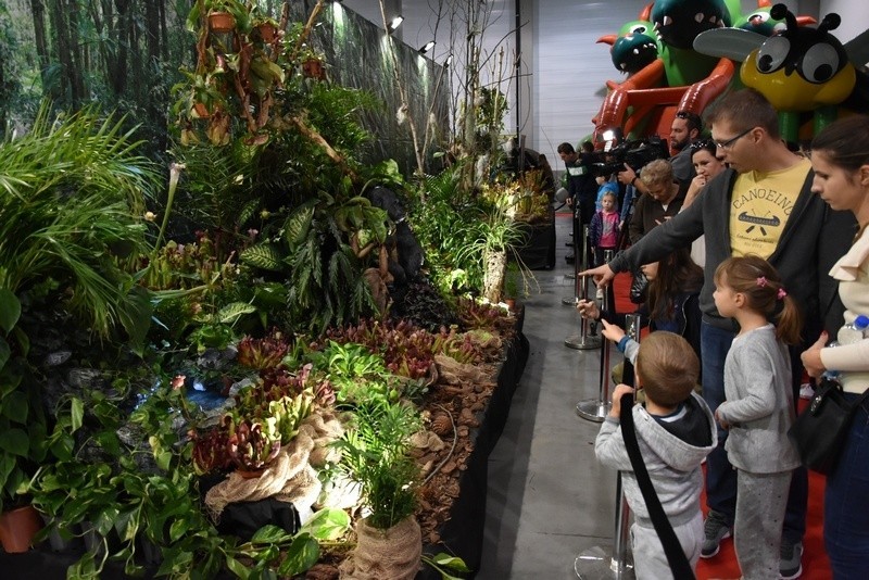 Największa na świecie wystawa roślin owadożernych w hali Expo-Łódź. Pod jednym dachem kilkaset gatunków roślin i kilka ciekawych zwierząt