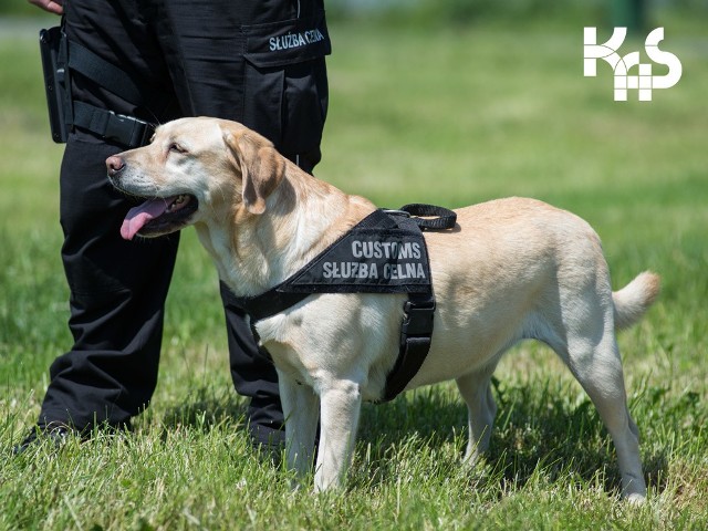 Funkcjonariusze KAS znaleźli porzuconą kotrabandę na targowisku w Dąbrowie Górniczej.