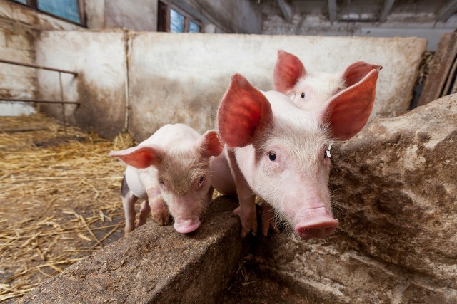 Resort rolnictwa przedstawił, na jakie formy pomocy mogą liczyć hodowcy świń.