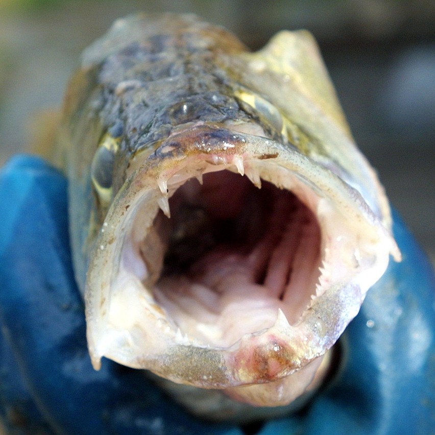 Portret sandacza – jednej z najczęściej zamawianych ryb  ryb...