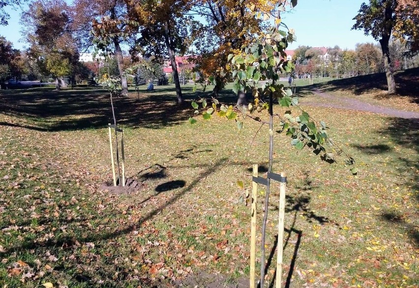 Jesienne nasadzenia w Ełku. W mieście pojawi się prawie 400 nowych drzew i krzewów