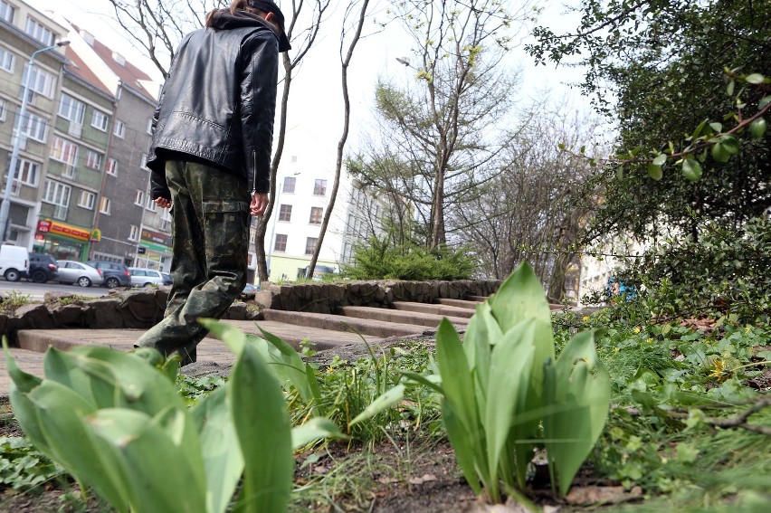 Kwitnące tulipany padają ofiarą złodziei [zdjęcia]