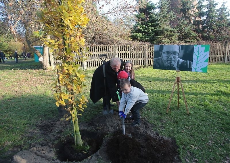 Zasadzili drzewka pamięci na Cmentarzu Centralnym