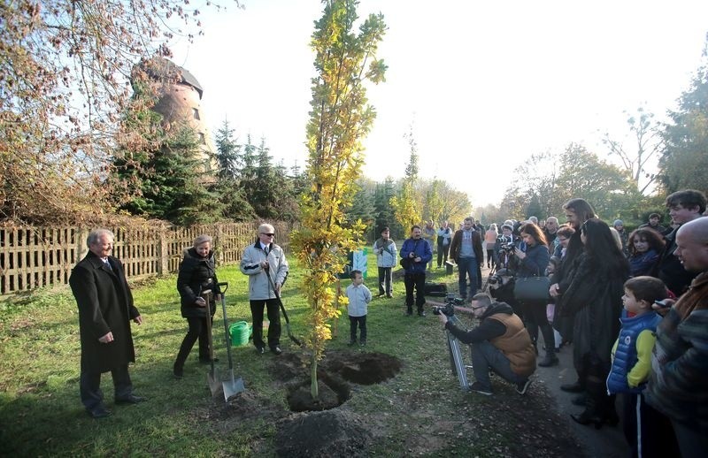 Zasadzili drzewka pamięci na Cmentarzu Centralnym