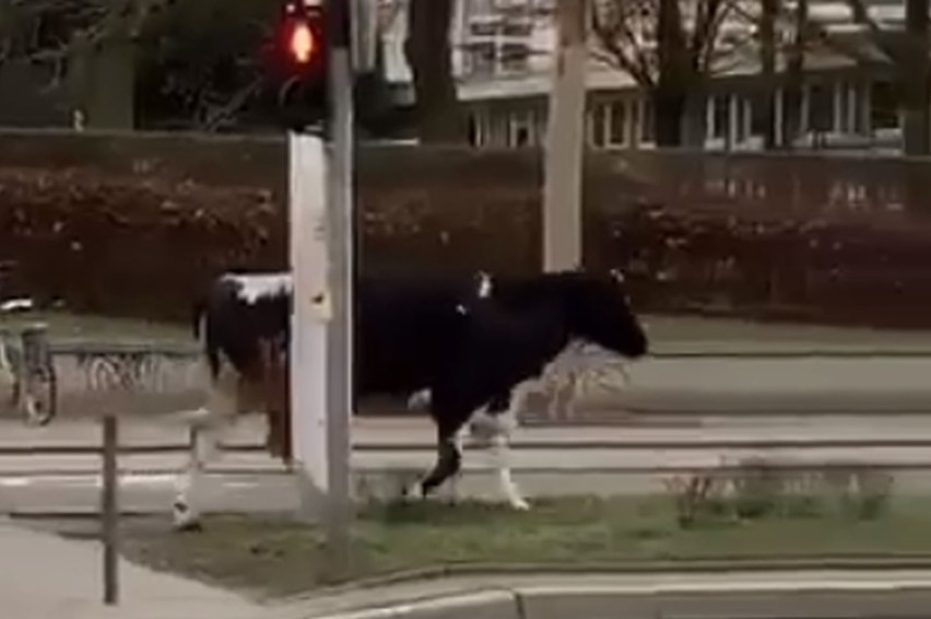 Krowa chodziła po placu Grunwaldzkim. Uciekła z uczelni