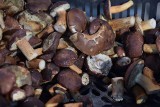 W lasach wysyp, więc na Hali Targowej w Rzeszowie pełno grzybów [ZOBACZ CENY]