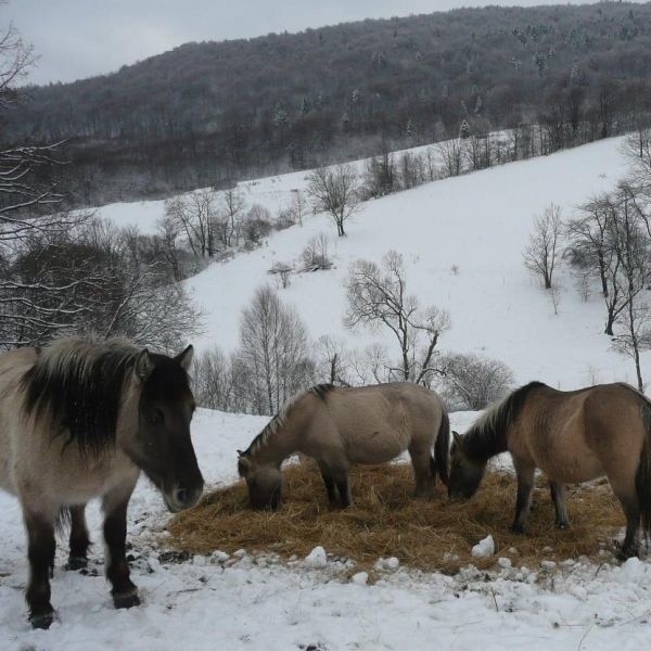 Zwolennicy dzikich koni, chcą, żeby to stado konika polskiego zadomowiło się na stałe jako wolne dzikie zwierzęta w Bieszczadach.