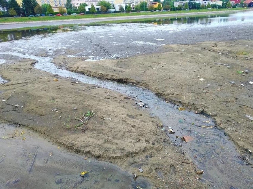 Masakra ryb i małży, bo opróżnili zalew. Miasto zgłosi to do prokuratury? (ZDJĘCIA)