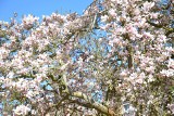 Kończy się sezon na kwitnące magnolie! Czy Wasze też są tak piękne? Tak wyglądają w Żaganiu i u Pudełka w Iłowej