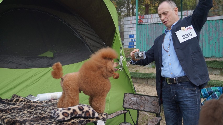 Wystawa psów w Rybniku-Kamieniu. Urocze czworonogi