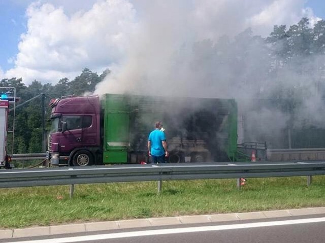 Pożar wybuchł w poniedziałek, 31 lipca, na odcinku S3 na wysokości Popowa pod Międzyrzeczem. Zapaliła się ciężarówka przewożąca żywe świniaki. Zwierząt rozbiegły się po jezdni.Ciężarówka zapaliła się podczas jazdy. Kierowca zauważył dym wydobywający się z naczepy i natychmiast zatrzymał pojazd. Na miejsce została wezwana straż pożarna. Kierowca ciężarówki nie był w stanie sam ugasić pożaru. Tym bardziej, że wiózł transport żywych zwierząt.Na miejsce szybko dojechały wozy straży pożarnej. Świnie zostały wypuszczone z płonącej naczepy. W innym wypadku zwierzęta spłonęłyby żywcem. Droga została zamknięta dla ruchu w obu kierunkach. – Żadne zwierzę nie ucierpiało w pożarze – mówi kpt. Dariusz Szymura, rzecznik lubuskich strażaków.Strażacy opanowali sytuację. Świnie, które rozbiegły się po jezdniach S3 zostały zapędzone w jedno miejsce. Tam czekają na ciężarówkę, do której wkrótce zostaną załadowane.Na trasie S3 są utrudnienia w ruchu. Policjanci organizują objazd.Zobacz też: Pożar ciężarówki z kurczętami