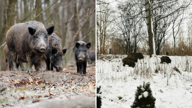 Stado dzików żeruje na terenie  Zespołu Szkół nr 1 im. KEN.