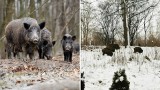 Dziki grasują na terenie szkoły w Szczecinku. Ludzie boją się ataku dzikich zwierząt