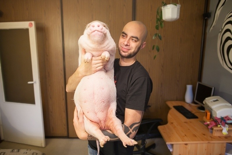 23-kilogramową świnkę trzeba znosić po schodach na rękach,...