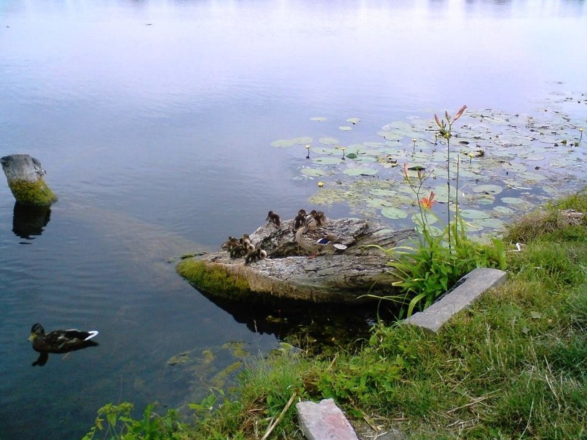 "Wspaniala rodzinka". Zdjecie zrobione w lipcu 2008 nad...