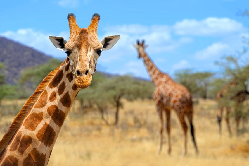 Safari to nie tylko wyprawa w dzikie zakątki Afryki, ale...