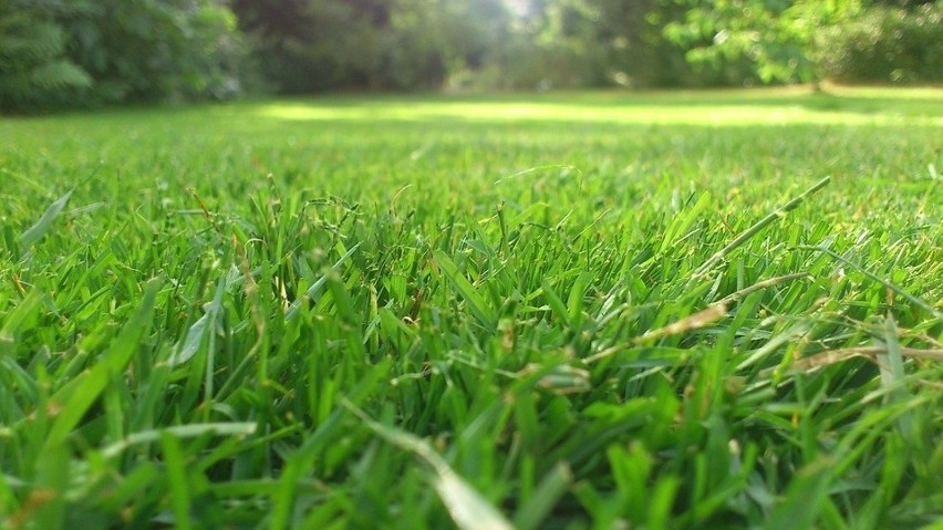 Trawnik złożony z różnych gatunków traw ma lepsze...