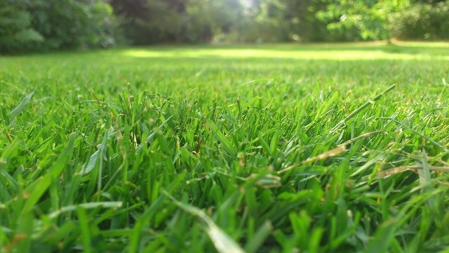 Trawnik złożony z różnych gatunków traw ma lepsze właściwości, niż obsiany tylko jednym gatunkiem.