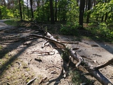 Zdjęcia drzewa, które przewróciło się na rowerzystkę na...
