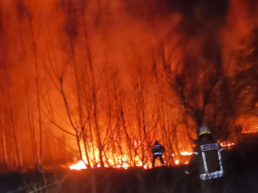 Pańki. Pożar traw przy Szosie Kruszewskiej na obszarze 2 hektarów. Cztery zastępy strażaków przez dwie godziny walczyło z ogniem [ZDJĘCIA]