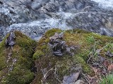 Zakopane. "Polowanie" przyrodników na żaby. By te nie skończyły pod kołami samochodów