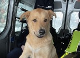 Policjanci z Katowic uratowali wyziębionego psa. Zwierzak wrócił już do swoich właścicieli