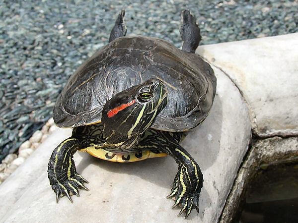 Żółw przechadzał się ulicą Matuszczyka