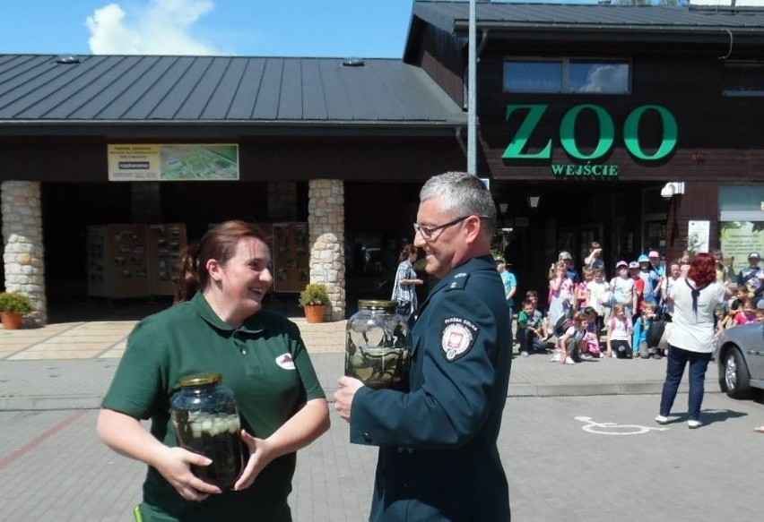 Zoo w Zamościu przyjęło kolejne pijawki z przemytu (WIDEO)
