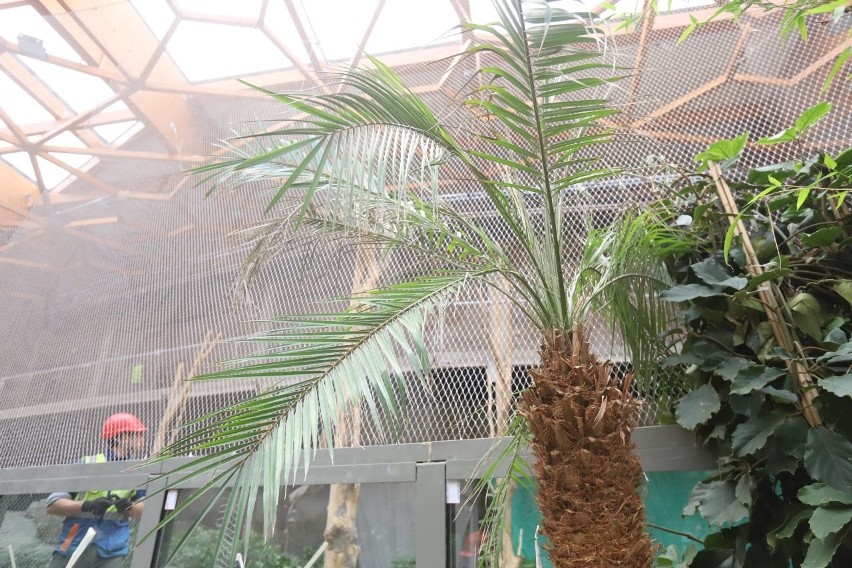 W Orientarium w Łodzi zostanie posadzonych ok. 17 tys. egzotycznych roślin. Wyrasta piękna dżungla! NOWE ZDJĘCIA